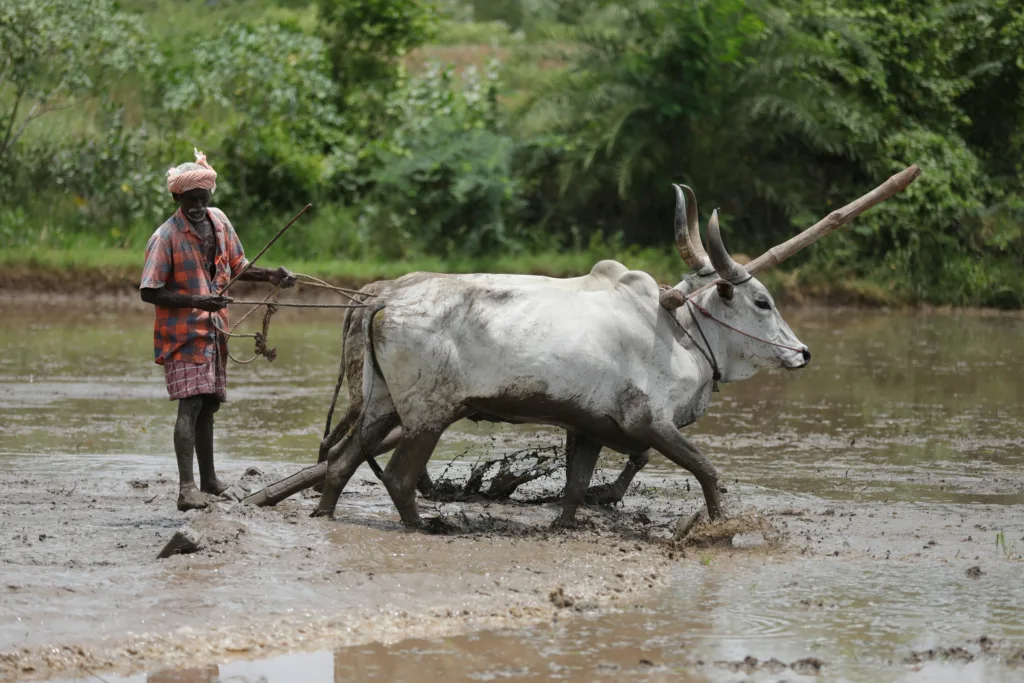 traditional farming